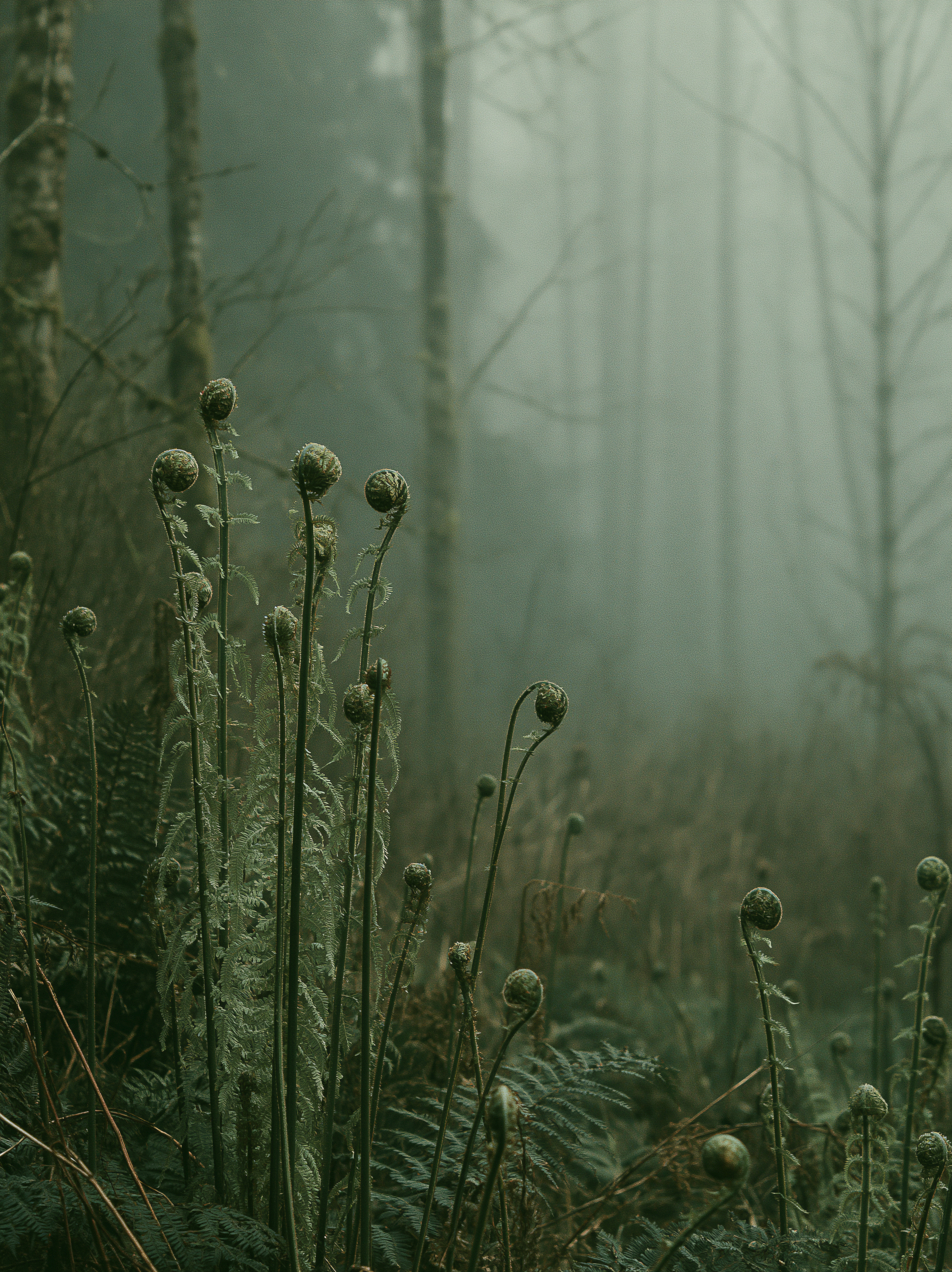 Young fern fronds unfurling in soft fog in a Pacific Northwest forest