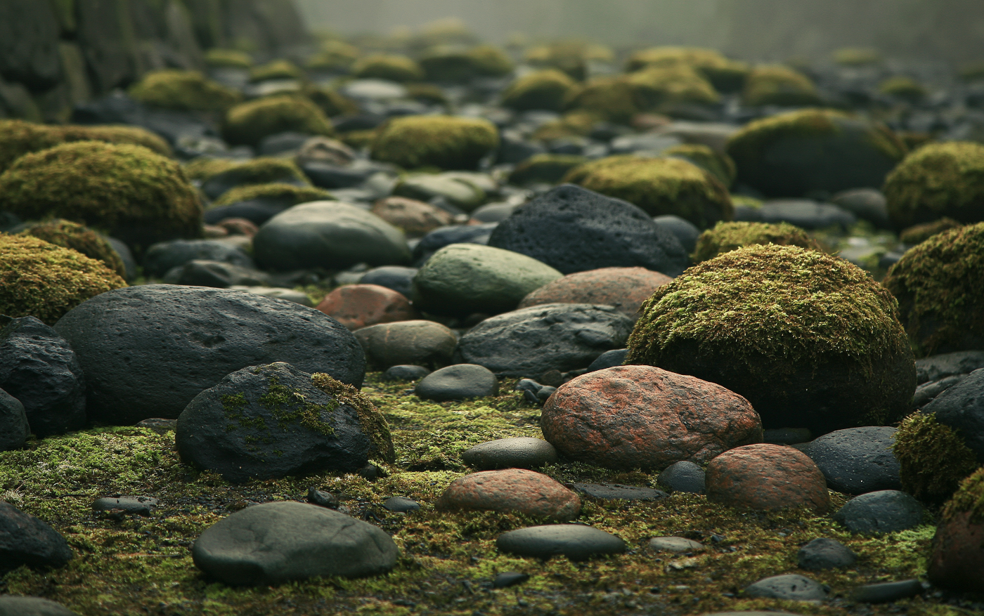 Moss covered river stones in soft natural light along a Pacific Northwest riverbank